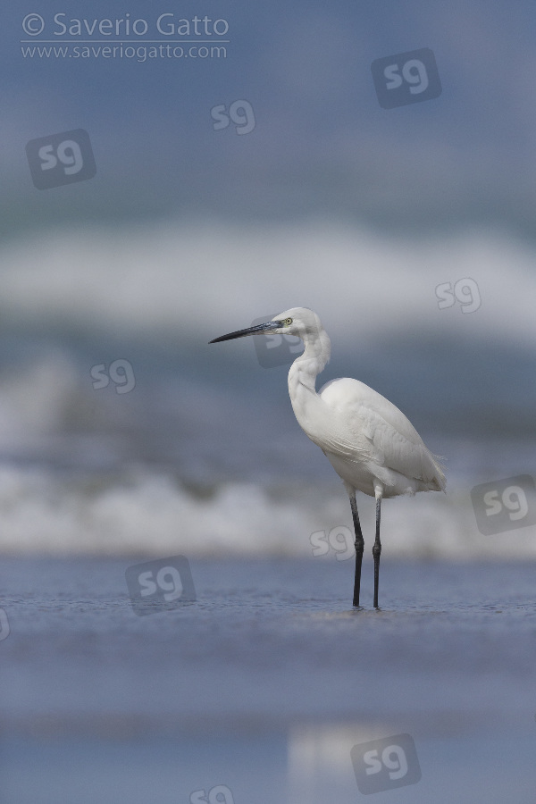 Little Egret